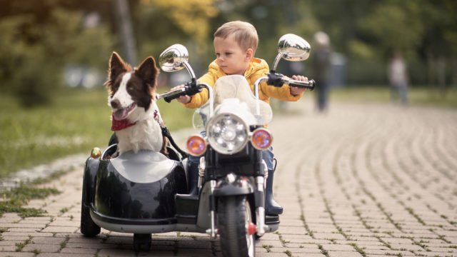 竹内結子主演【サイドカーに犬】のあらすじと口コミについて